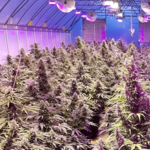 THCA Flower Greenhouse