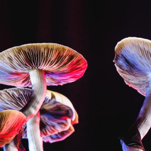 Legal Magic Mushrooms